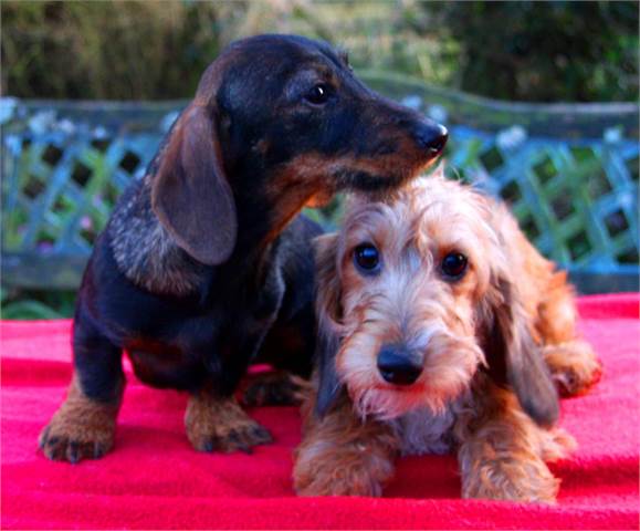 wire haired dachshund for sale