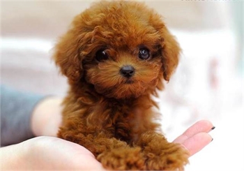 Miniature Poodle for Sale - Sample