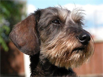 Wire-haired Dachshunds for Sale - Sample